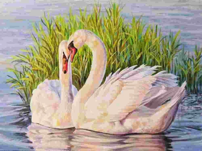 Norimpex Paint by Numbers Swans 40 × 50 cm