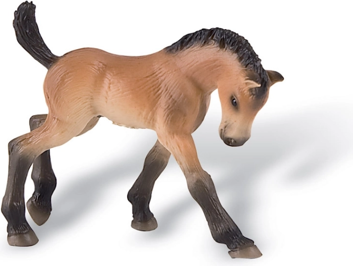 Trakehner foal