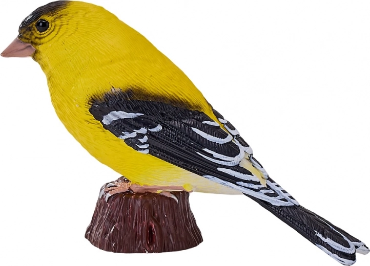 Tikroviška geltono čivylio išvaizda