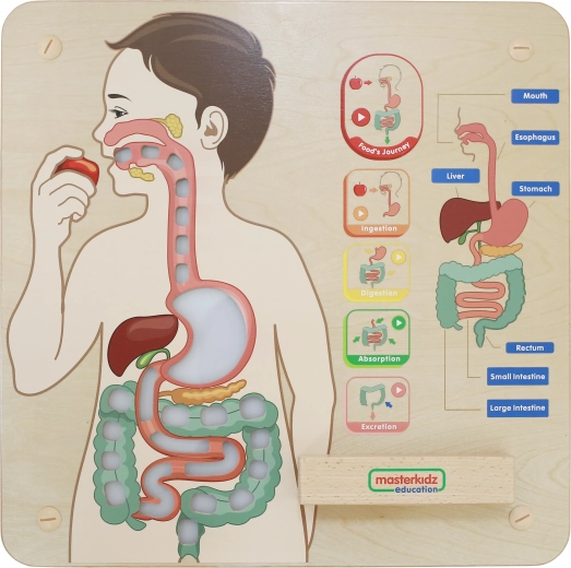 Interactive display of the digestive system