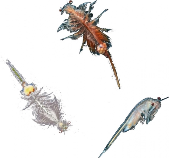 Idealu 8–12 metų vaikams