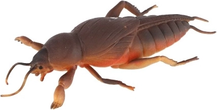 Realistiška išvaizda, kuri džiugina