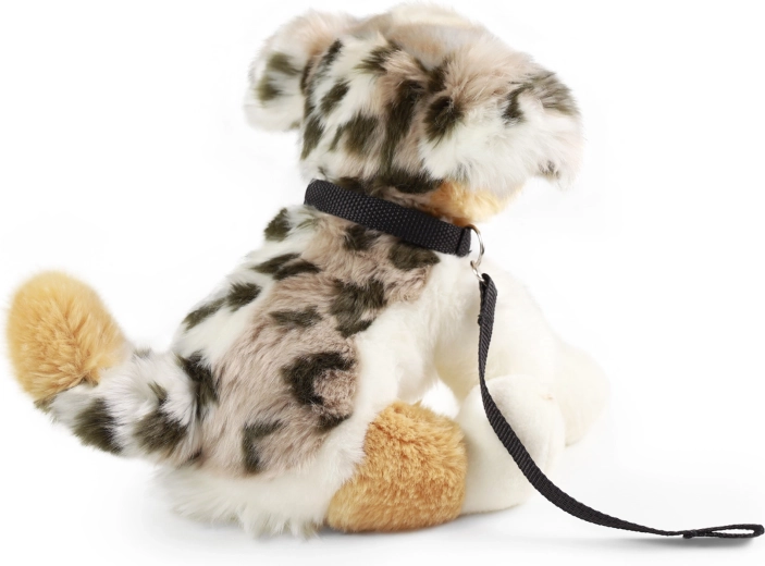 Leash and collar for even more fun
