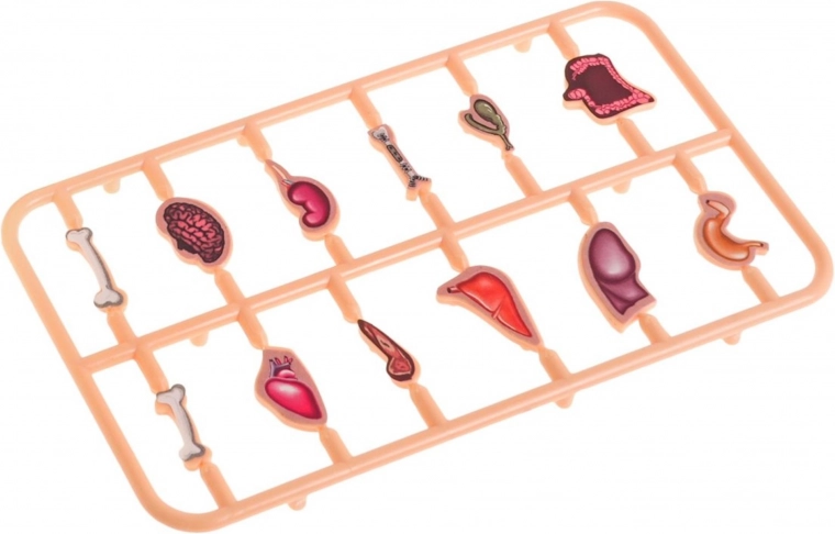 Pilnas rinkinys su 12 organų ir laikymo vieta