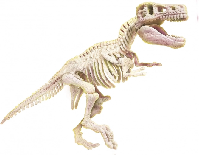 Šviečiantis T‑Rexo skeletas