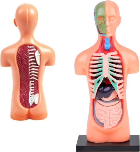 Realistiškas pjūvis ir anatominės detalės