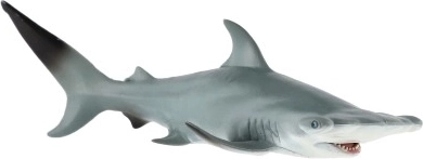 Tikroviška didžiojo kūjagalvio išvaizda