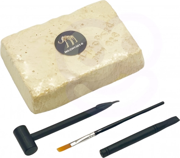 Kask ir atrask: suakmenėjusios dinozauro kaulai