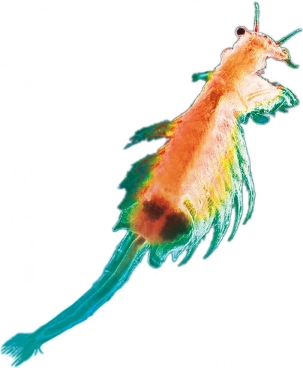 Gyvasis mokslas namuose