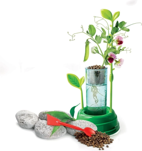 Permatomas indas šaknų stebėjimui