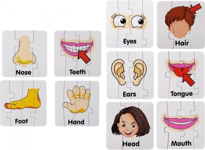 Clear illustrations of body parts