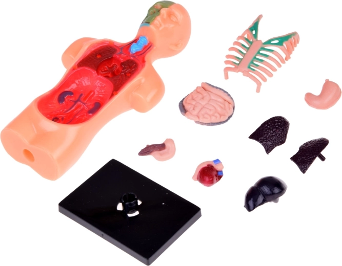 Išimami organai interaktyviam mokymuisi