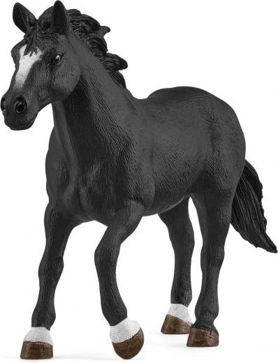 Puikus Appaloosa arklys