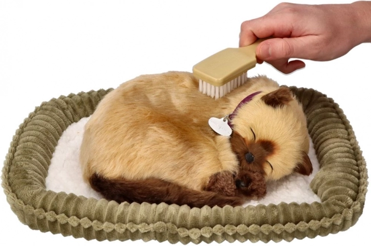 Priežiūra ir žaidimas su šepetėliu