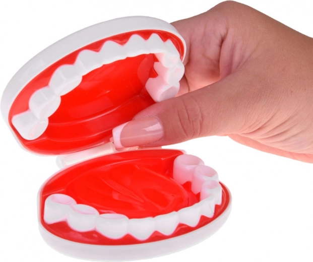 Odontologinis kampelis su žandikaulio modeliu