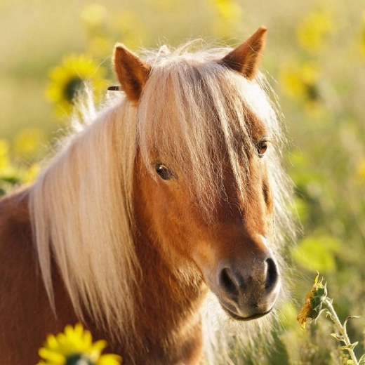 Gražios iliustracijos, skatinančios žaisti