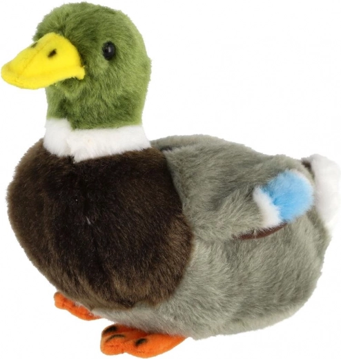 Realistiškas laukinės anties spalvynas