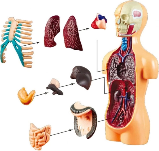 Kompaktiškas 15 cm dydis ir stabilus stovas