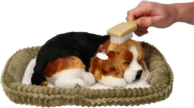 Faithful beagle breed details