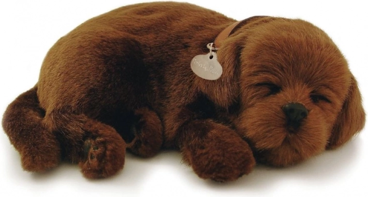 Soothing effect of a sleeping puppy