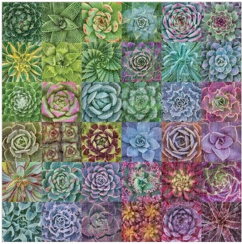 Bright colors and a striking succulent motif