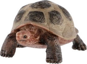 Mokomasis ir dekoratyvus panaudojimas